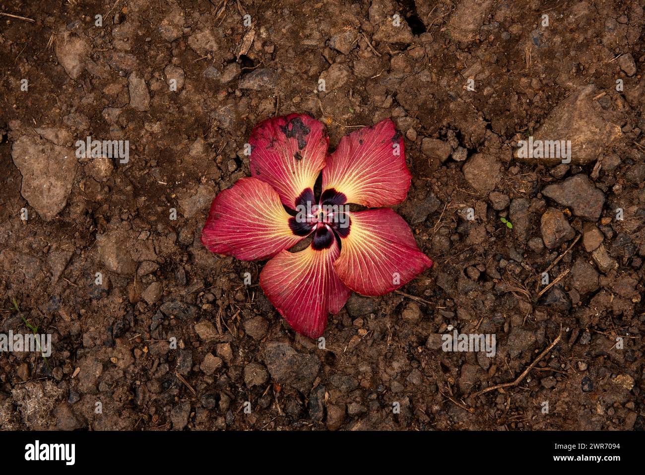 Der Tiare ‘Aute, der tahitianische Hibiskus, Hibiscus tiliaceus Stockfoto