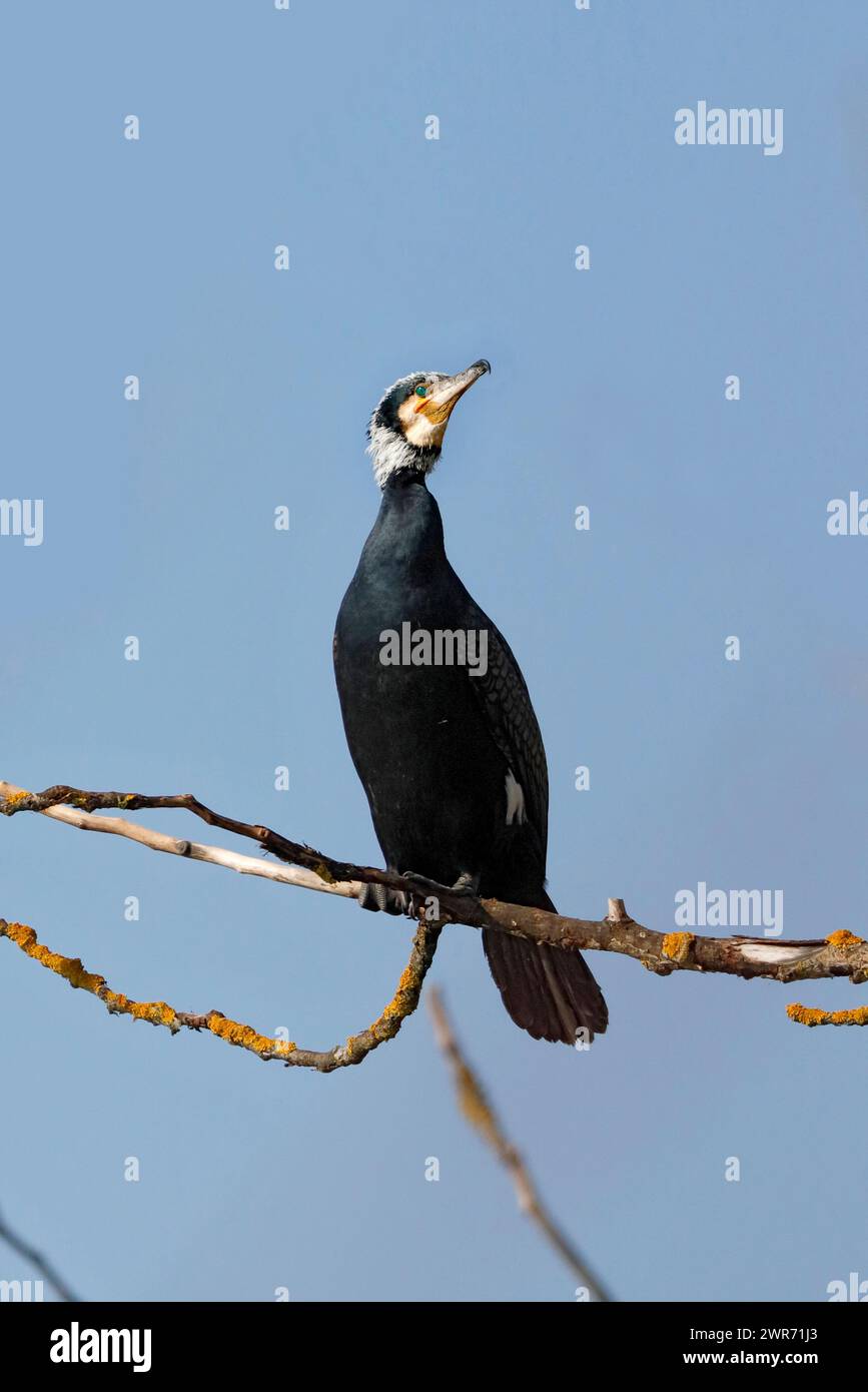 Ein Kormoran sitzt auf einem trockenen Ast nahe dem Wasser eines Fischteichs in der unteren Austrai Stockfoto