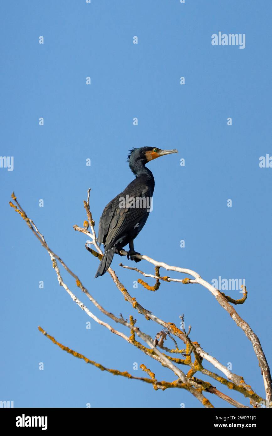 Ein Kormoran sitzt auf einem trockenen Ast nahe dem Wasser eines Fischteichs in der unteren Austrai Stockfoto