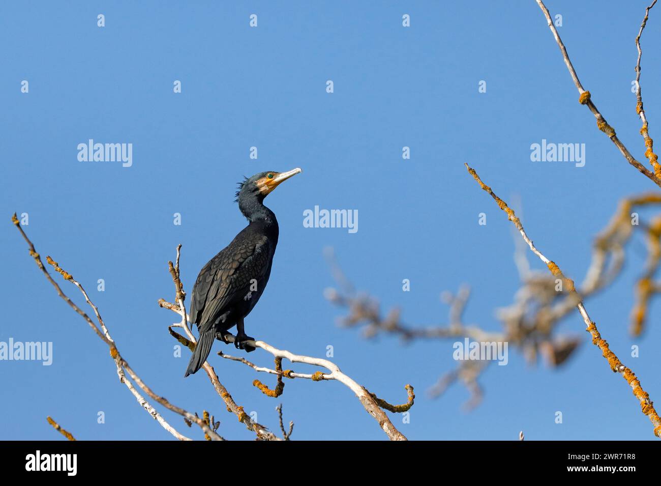 Ein Kormoran sitzt auf einem trockenen Ast nahe dem Wasser eines Fischteichs in der unteren Austrai Stockfoto
