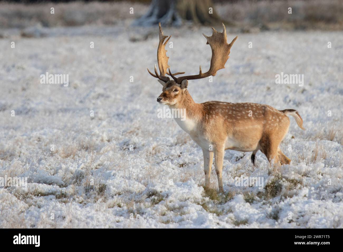 Hirschbock männlicher brauner Damhirsch mit großen herrlichen Geweihen bleibt im Winter in West Sussex England auf Schneeresen Stockfoto