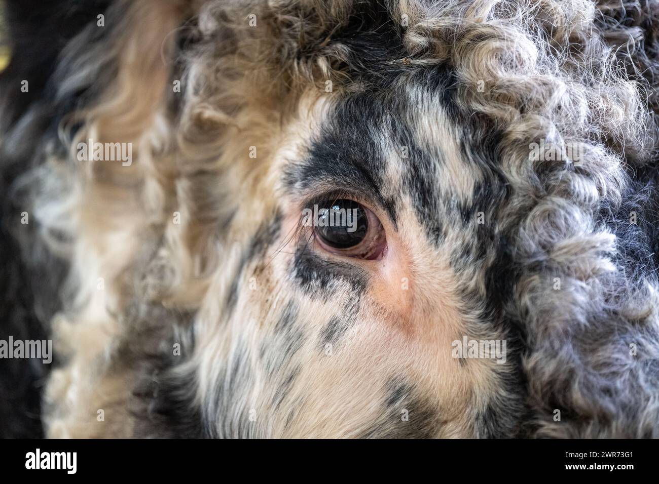 Nahaufnahme eines Longhorn Bulls Kopf bei einem Viehverkauf. Lancashire, Großbritannien. Stockfoto