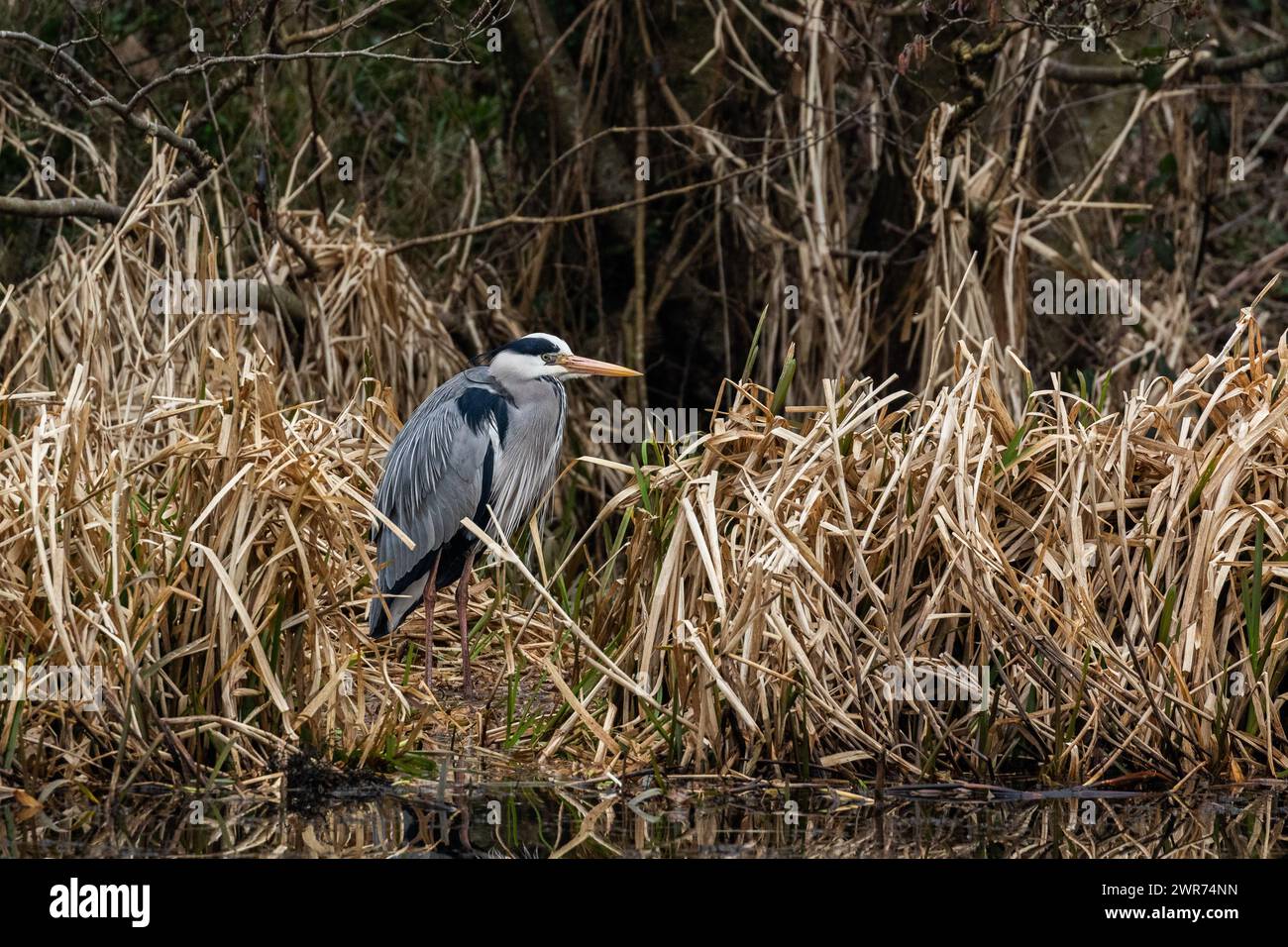 Ein grauer Reiher (Ardea cinerea) in Winterrohrbetten UK. Stockfoto