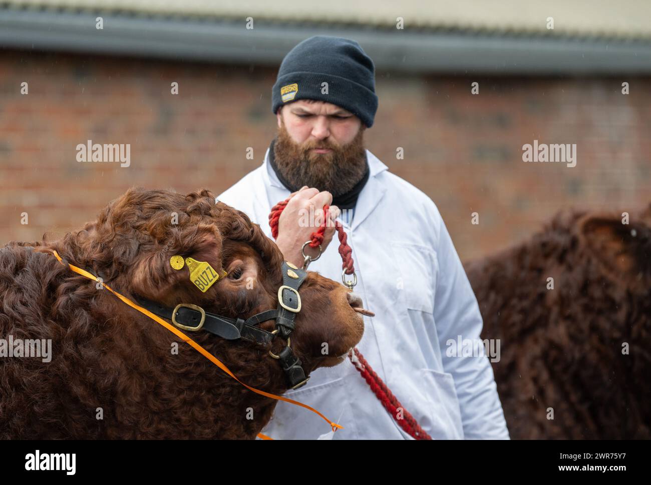 Verkauf von Luing-Rindern in Castle Douglas, Frühjahr 2024. Stockfoto