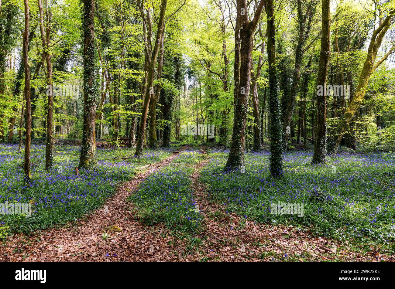 Bluebell-Wildblumen „Hyacinthoides non-scripta“ neben der durch Wälder verlaufenden Strecke. Frisches Frühlingswachstum in „Killinthomas Wood“, Kildare, Irland Stockfoto