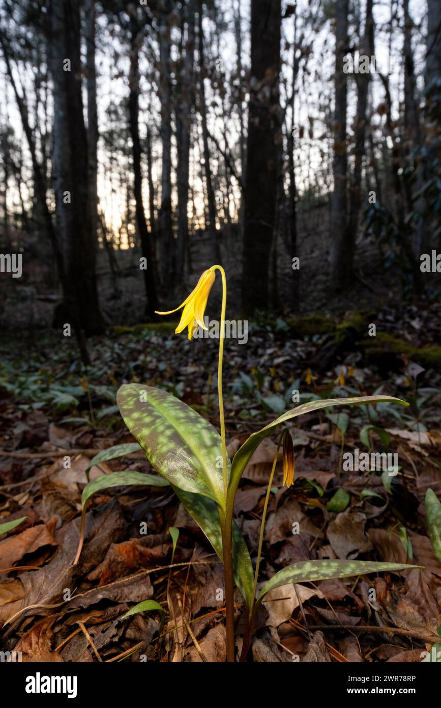 Forellenlilie, Hahnenzahnviolett (Erythronium umbilicatum) - Pisgah National Forest, Brevard, North Carolina, USA Stockfoto