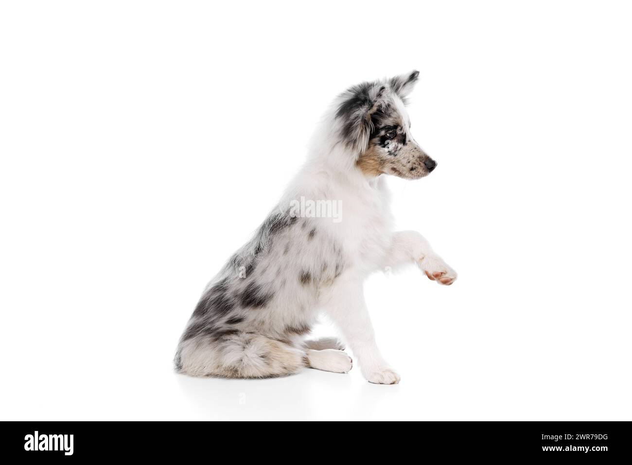 Seitliches Porträt des kleinen, reinrassigen australischen Schäferhunds folgt den Anweisungen des Hundeführers vor weißem Studiohintergrund. Stockfoto