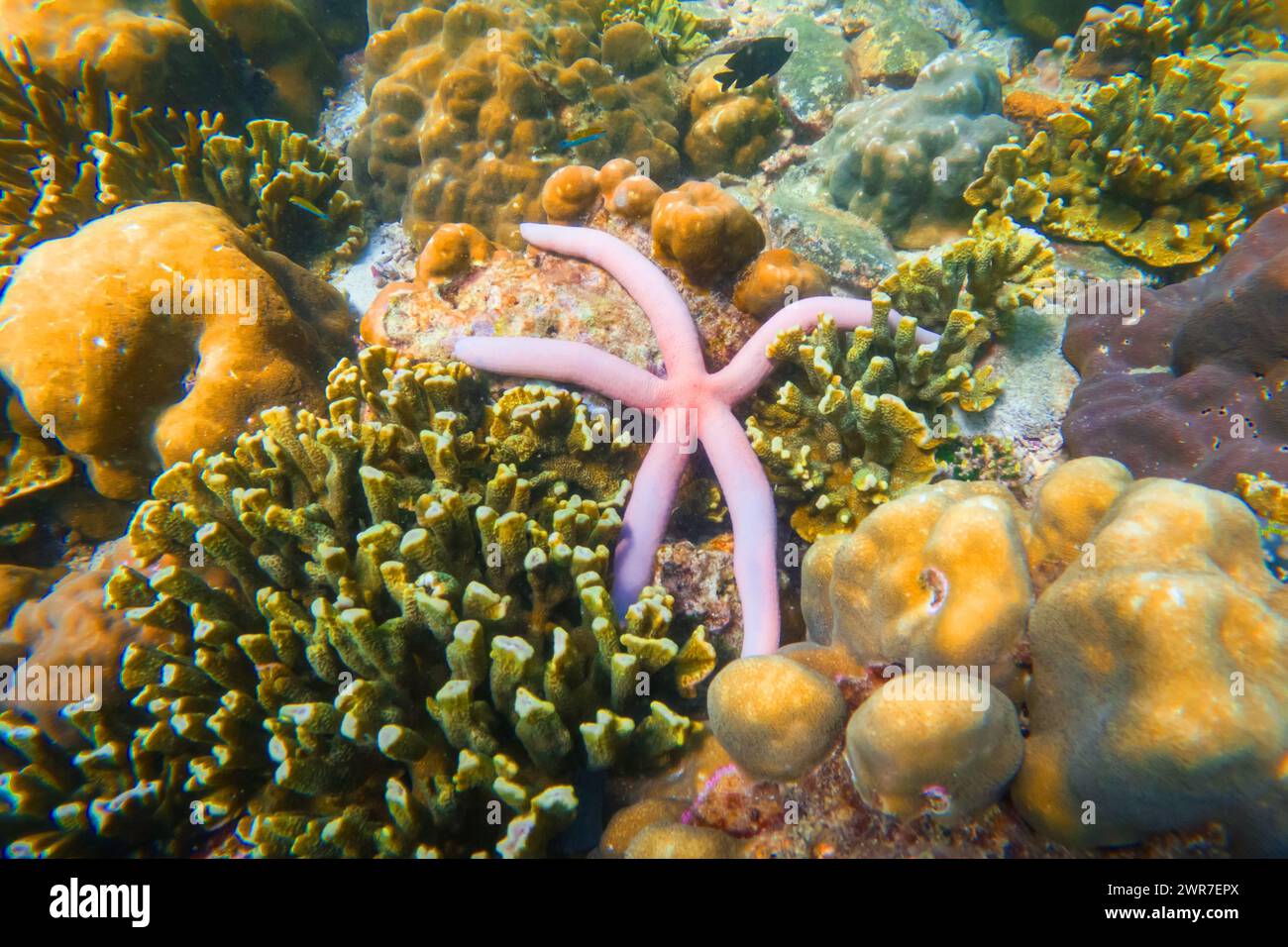 Die rosa Seastar Linkia laevigata schmiegt sich an ein vielfältiges Korallenriff. Stockfoto