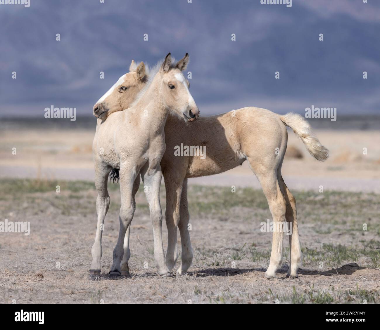 Die Wildpferdeherde des Onaqui Mountain hat eine leichte bis mittelschwere Struktur und ist in Farben wie Sauerampfer, roan, Buchleder, Schwarz, Palomino, und grau. Stockfoto
