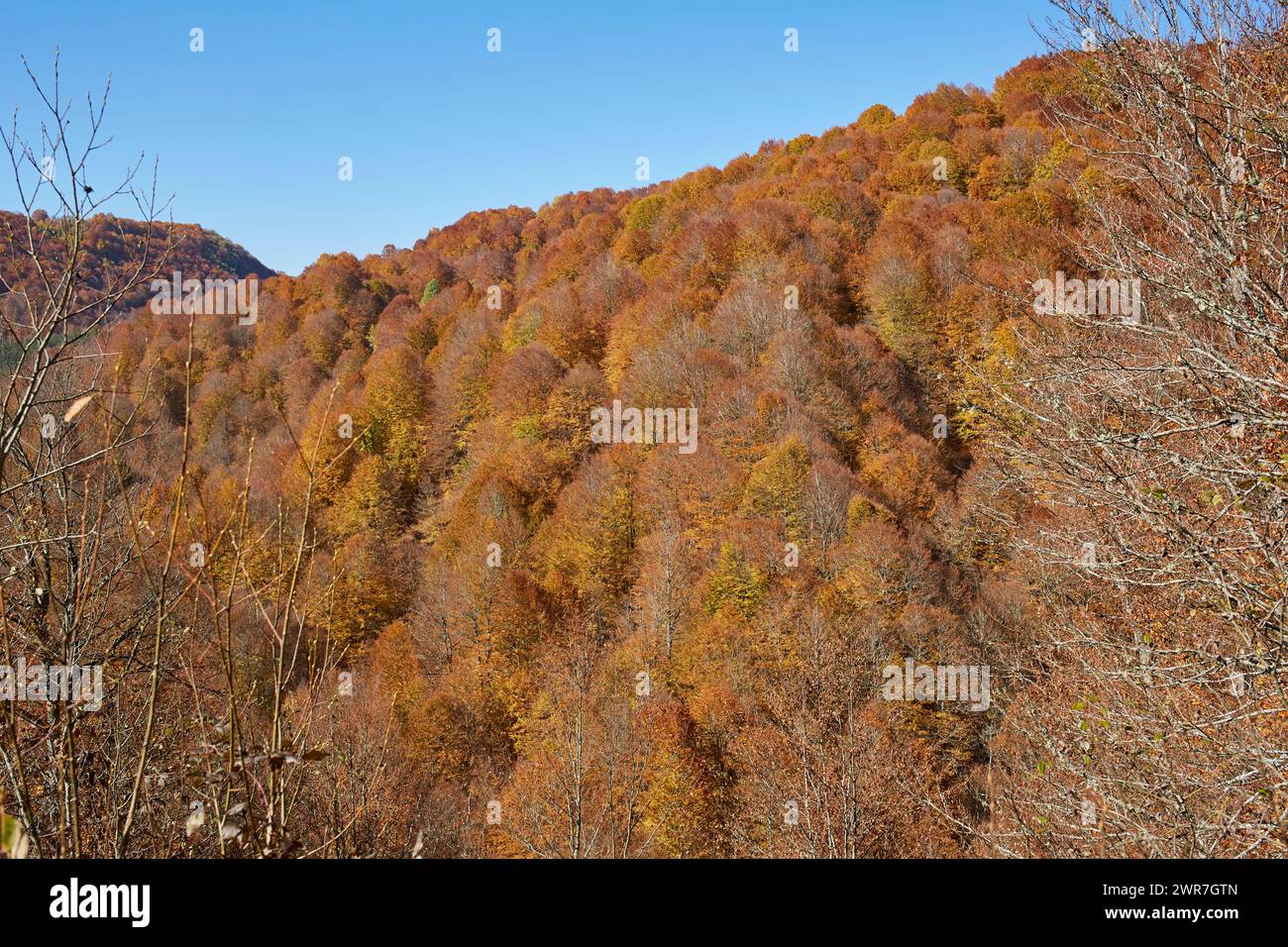 Buchen mit Herbstfarben. Herbst in den Bergen. Stockfoto