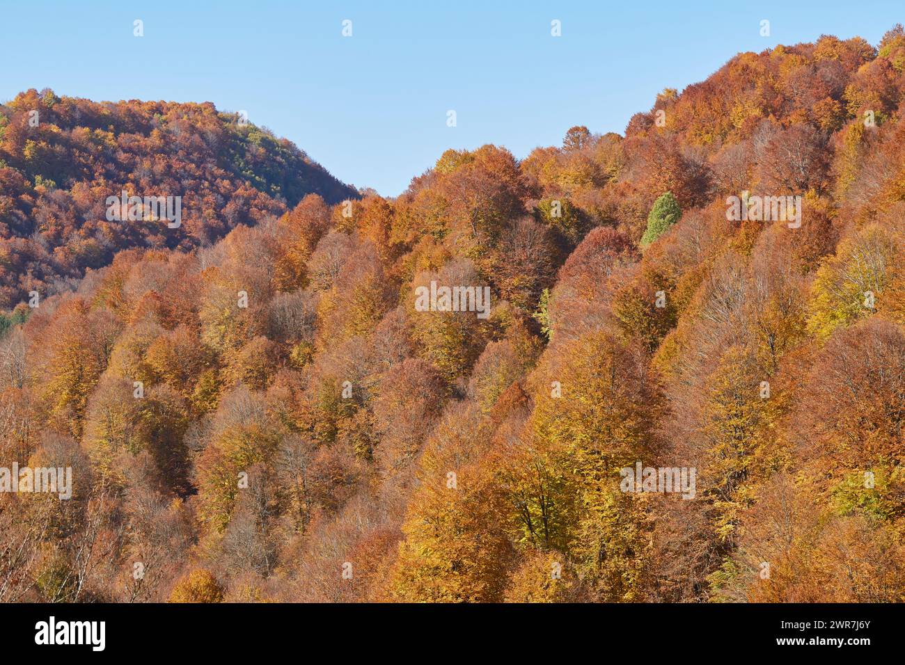 Buchen mit Herbstfarben. Herbst in den Bergen. Stockfoto