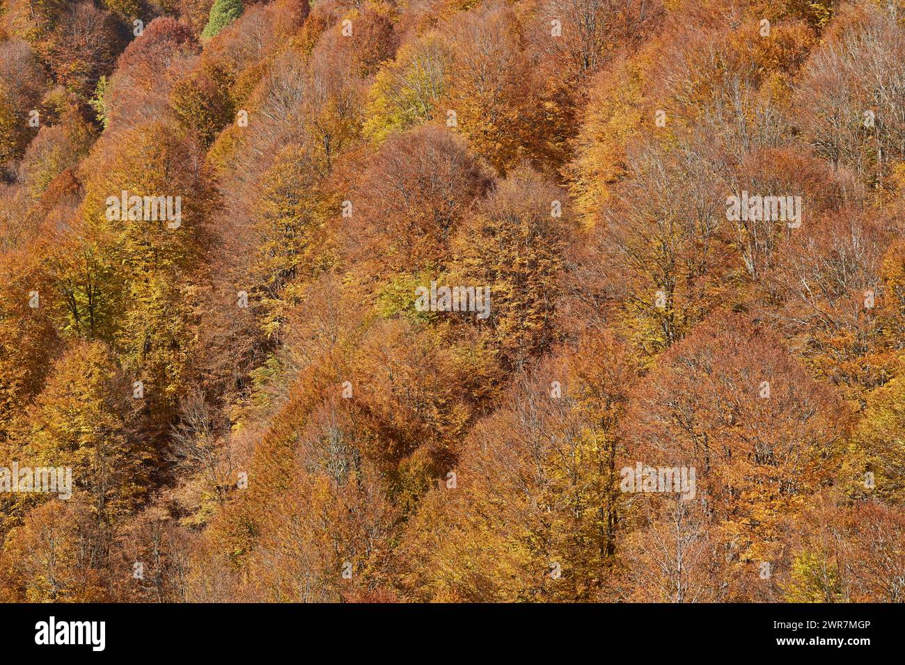 Buchen mit Herbstfarben. Herbst in den Bergen. Stockfoto