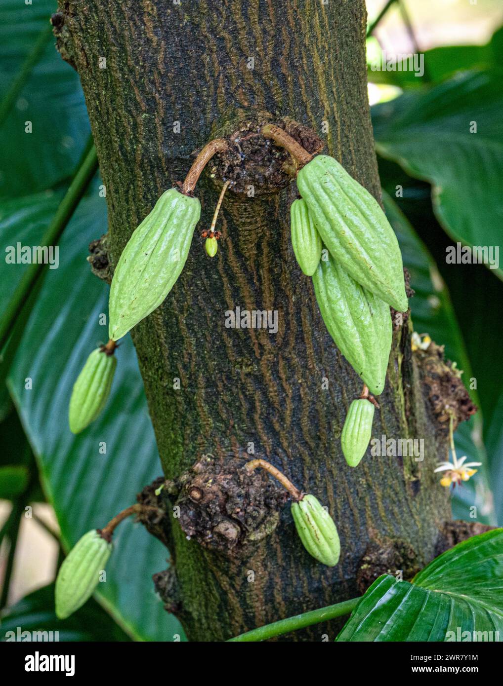 Der Baum oder Kakaobaum (Theobroma cacao) ist ein immergrüner Baum, der im tropischen Amerika beheimatet ist. Stockfoto