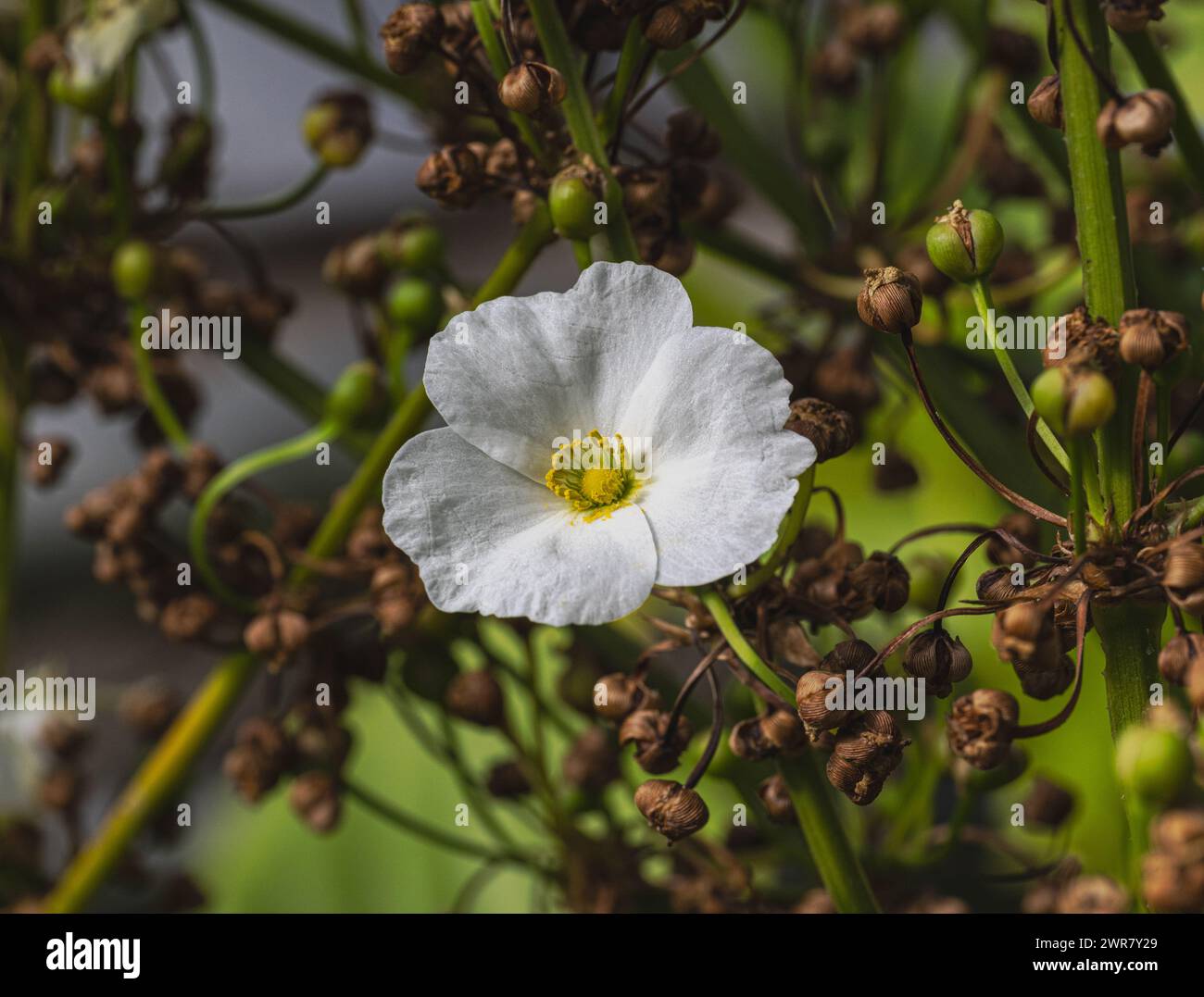 Schöne kleine weiße Blume der schleichende Burhead oder Echinodorus Cordifolius ist eine Wasserpflanze Stockfoto