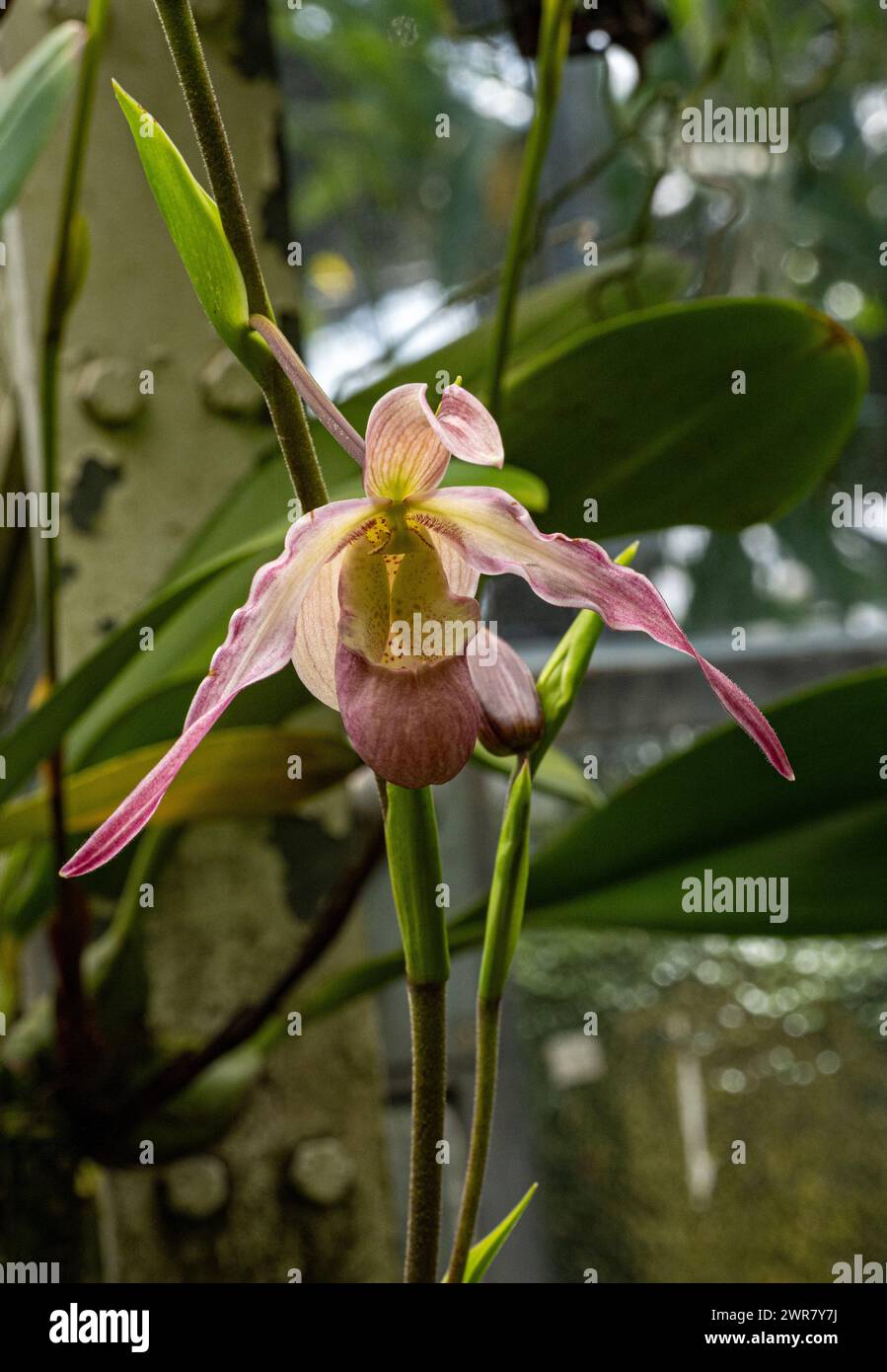 Damenschuh Paphiopedilum Orchid. Die Gattung ist in Südostasien beheimatet. Stockfoto