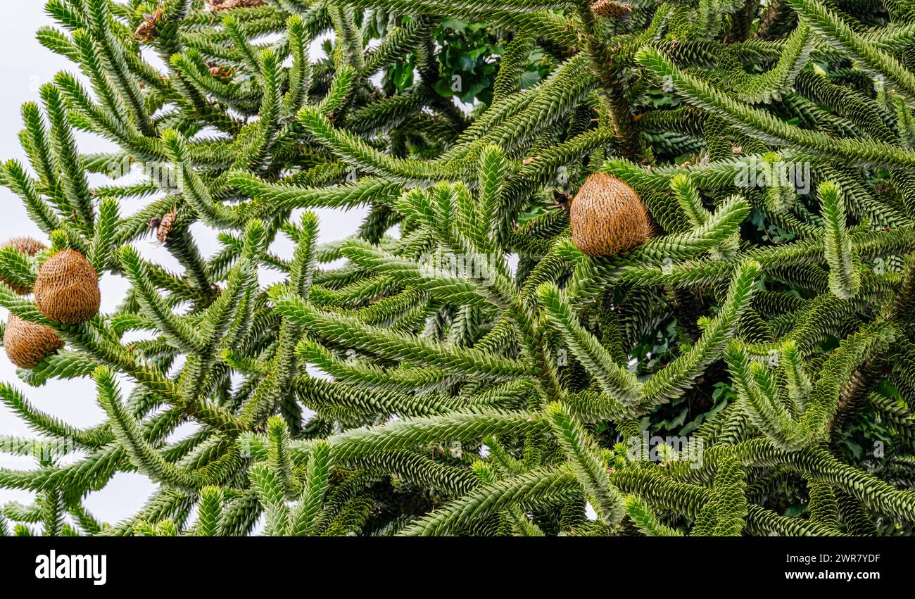 Affe, Araucaria araucana. Stammt aus den Anden in Chile, genauer gesagt aus dem Süden Chiles und dem Norden Patagoniens Stockfoto