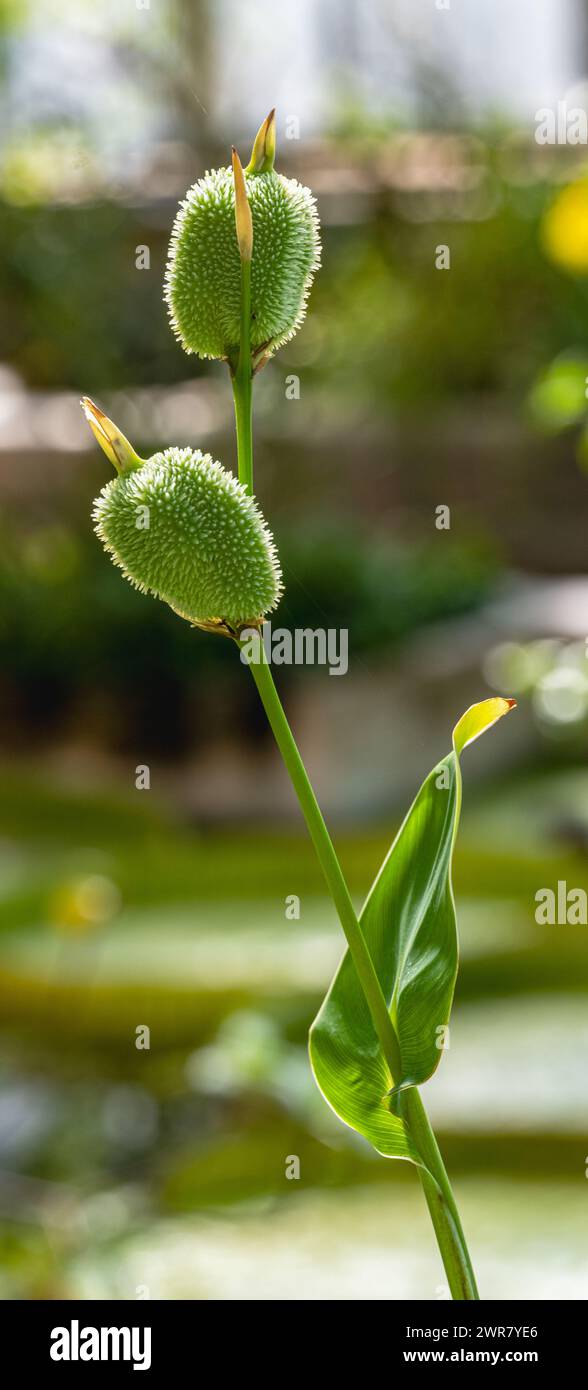 Die Blume von Canna indica (Cannaceae). Sie ist in Südamerika, Mittelamerika, den Westindischen Inseln und Mexiko heimisch. Stockfoto