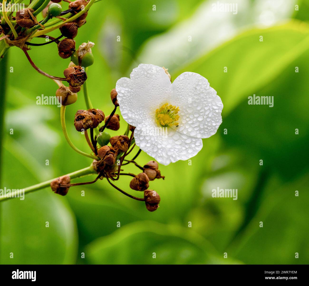 Schöne kleine weiße Blume der schleichende Burhead oder Echinodorus Cordifolius ist eine Wasserpflanze Stockfoto