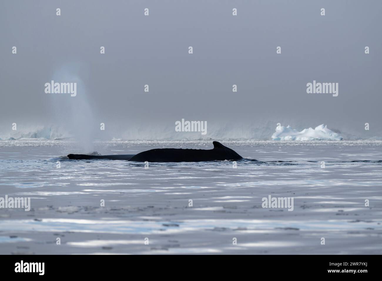 Whale Buckel (Megaptera novaeangliae), Foyn Harbour, Wilhelmina Bay, Antarktische Halbinsel, Januar 2024 Stockfoto