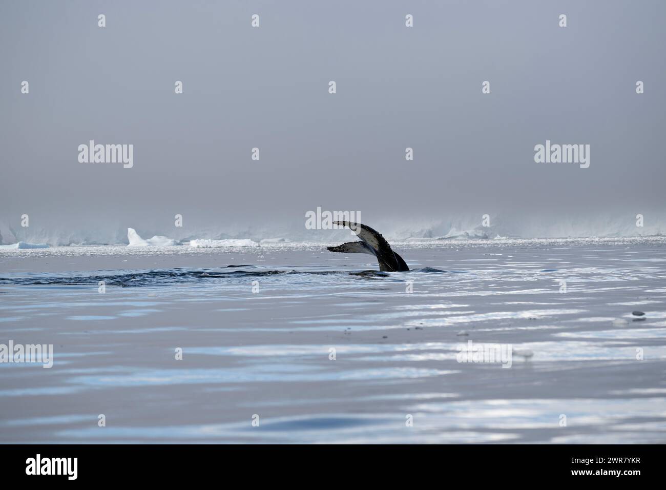 Whale Buckel (Megaptera novaeangliae), Foyn Harbour, Wilhelmina Bay, Antarktische Halbinsel, Januar 2024 Stockfoto