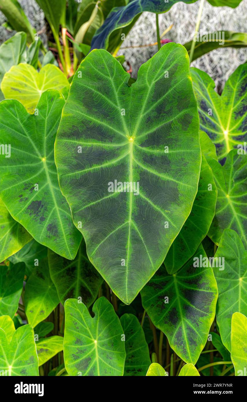 Blätter von Taro, Coco Yam oder Eddoe (Colocasia esculenta) Stockfoto