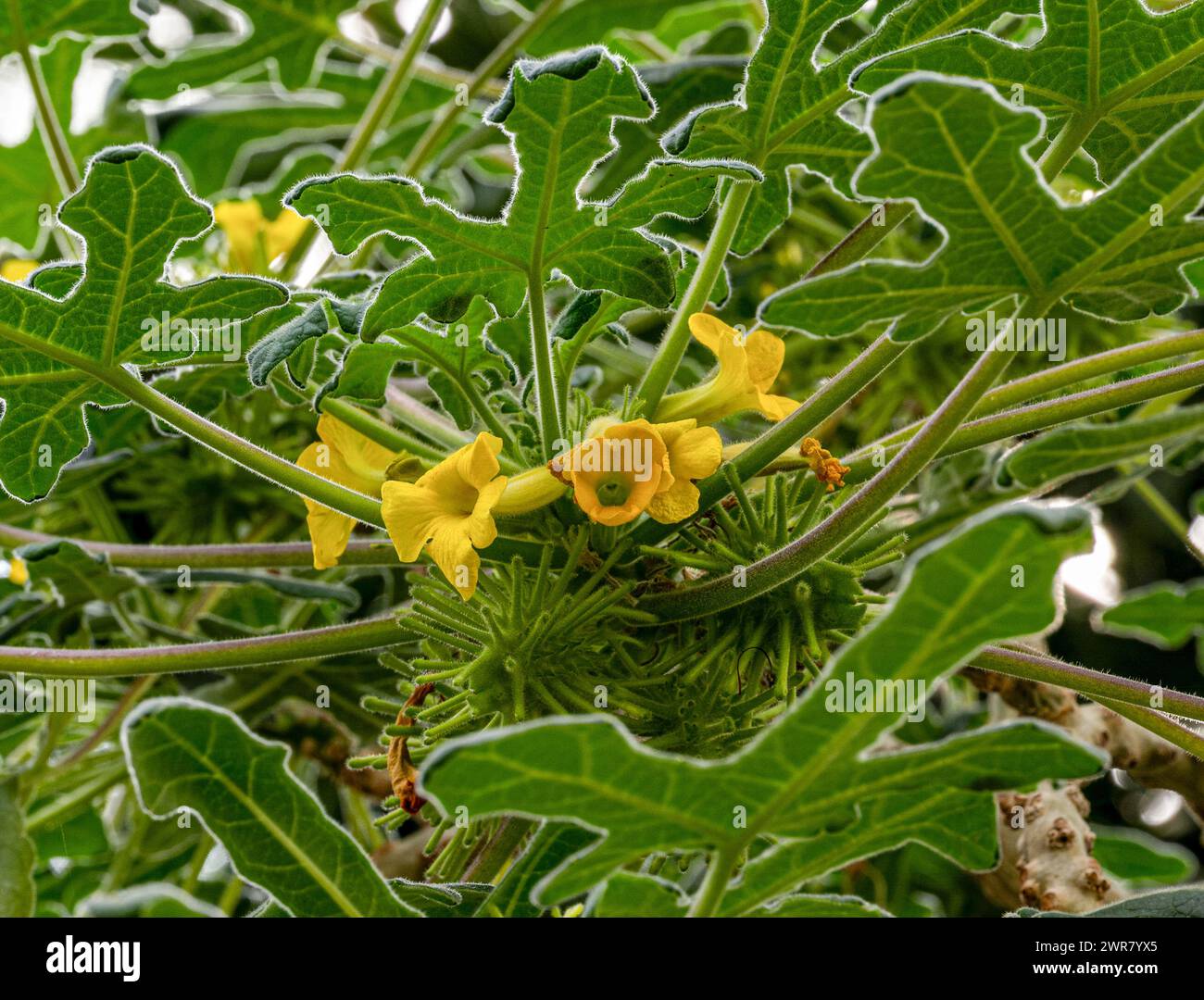 Uncarina roeoesliana (Familie Pedaliaceae) ist im südlichen Madagaskar endemisch Stockfoto