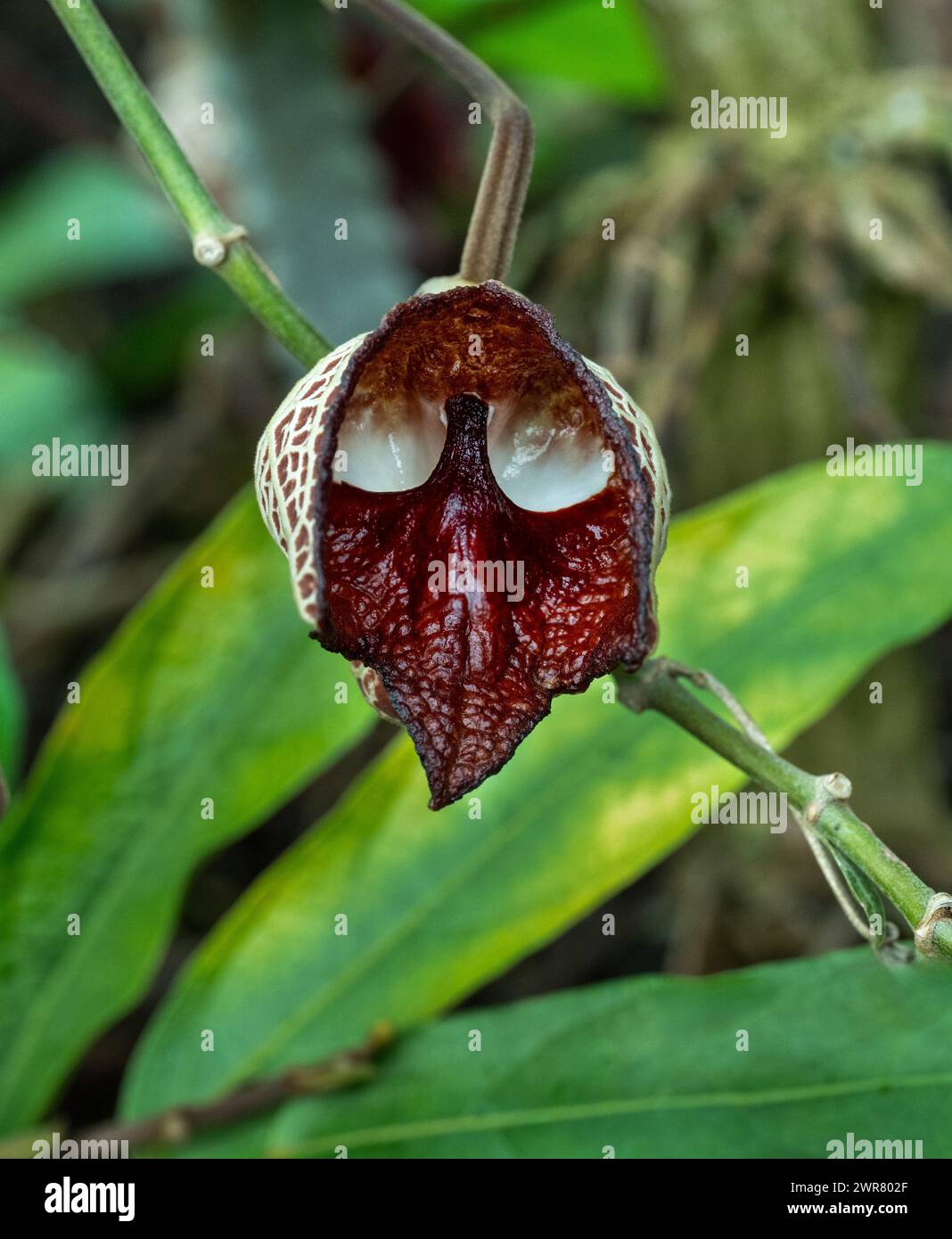Aristolochia Arborea (Aristolochia salvadorensis) auch Darth Vader Pflanze. Botanischer Garten Heidelberg, Baden Württemberg, Deutschland. Stockfoto