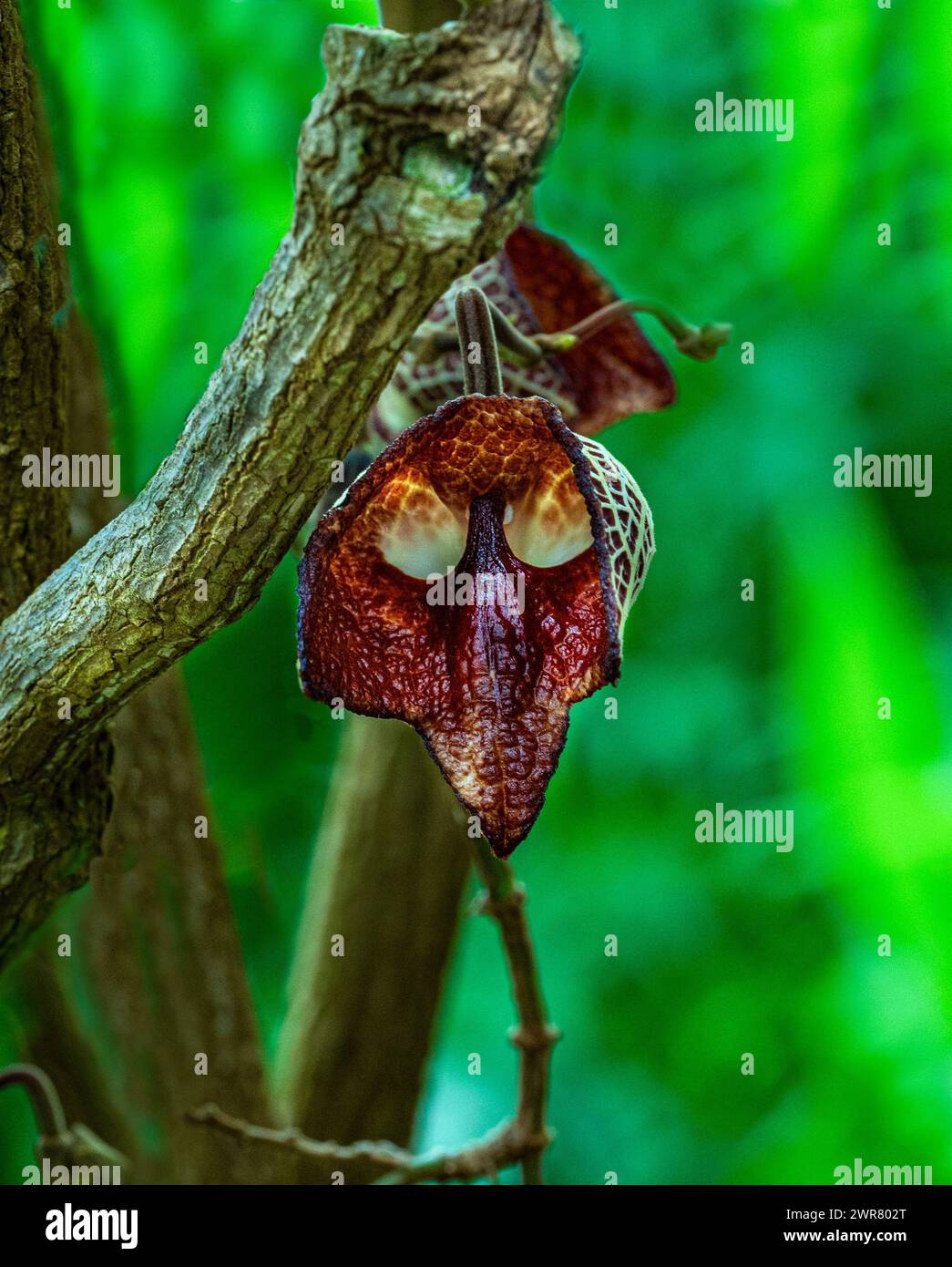 Aristolochia Arborea (Aristolochia salvadorensis) auch Darth Vader Pflanze. Botanischer Garten Heidelberg, Baden Württemberg, Deutschland. Stockfoto