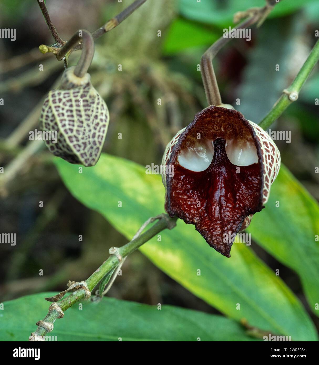 Aristolochia Arborea (Aristolochia salvadorensis) auch Darth Vader Pflanze. Botanischer Garten Heidelberg, Baden Württemberg, Deutschland. Stockfoto