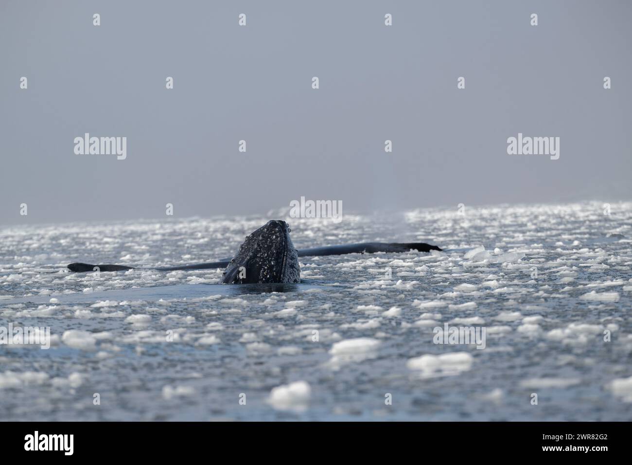 Whale Buckel (Megaptera novaeangliae), Foyn Harbour, Wilhelmina Bay, Antarktische Halbinsel, Januar 2024 Stockfoto