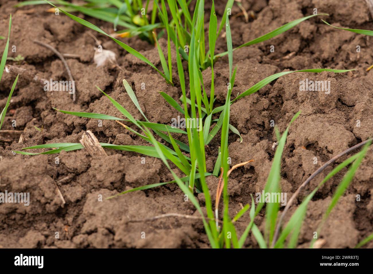 Eine Nahaufnahme einer Landpflanze, die aus dem Boden auftaucht. Dieser blühende Unterstrauch ist ein schönes Beispiel für die krautige Landwirtschaft in Aktion Stockfoto