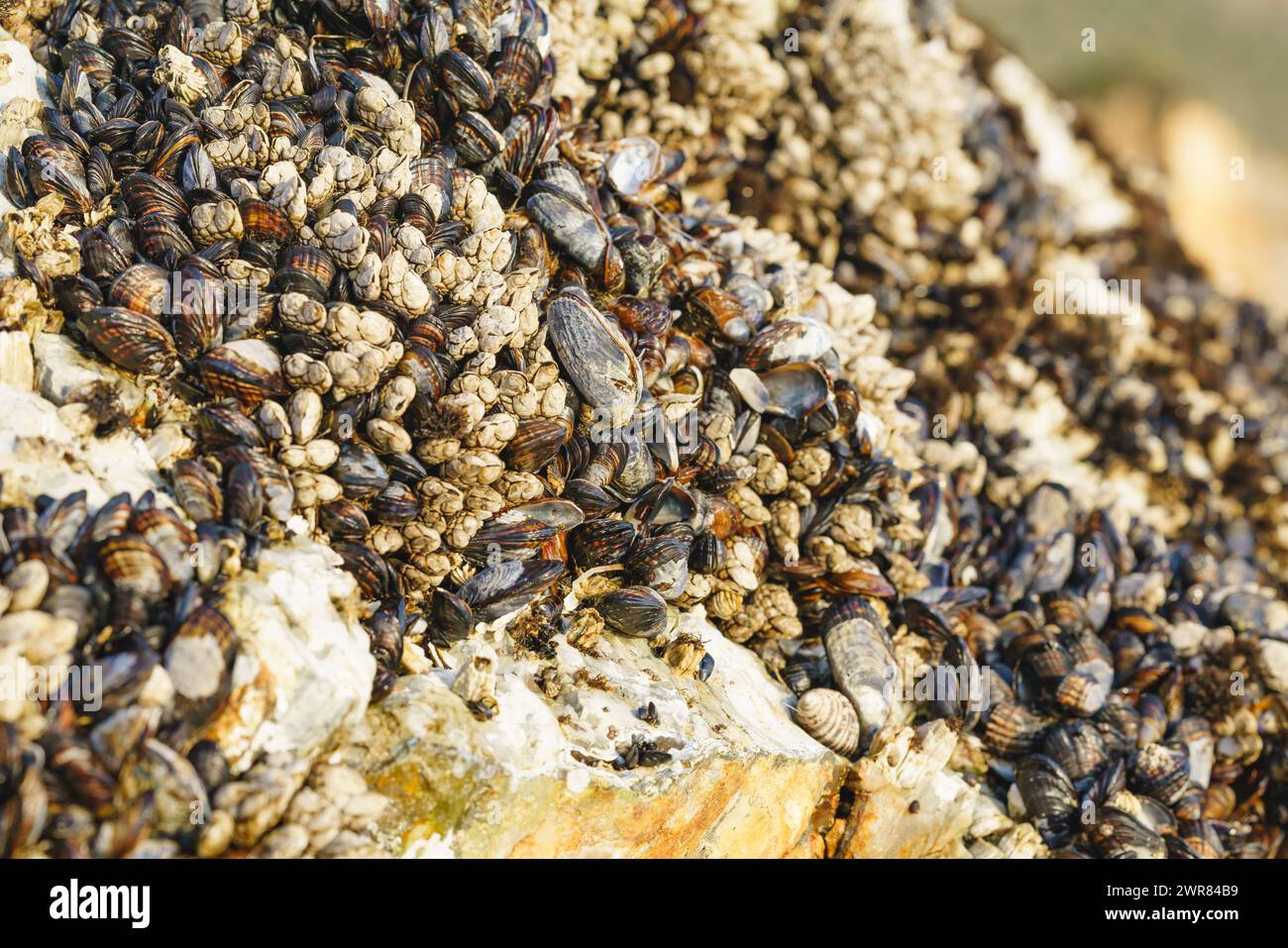 Gänse, Stalking oder Schwanenhals sind am Avila Beach, Kalifornien, an Felsen angebrachte Krebstiere, die sich von den Fischen ernähren Stockfoto