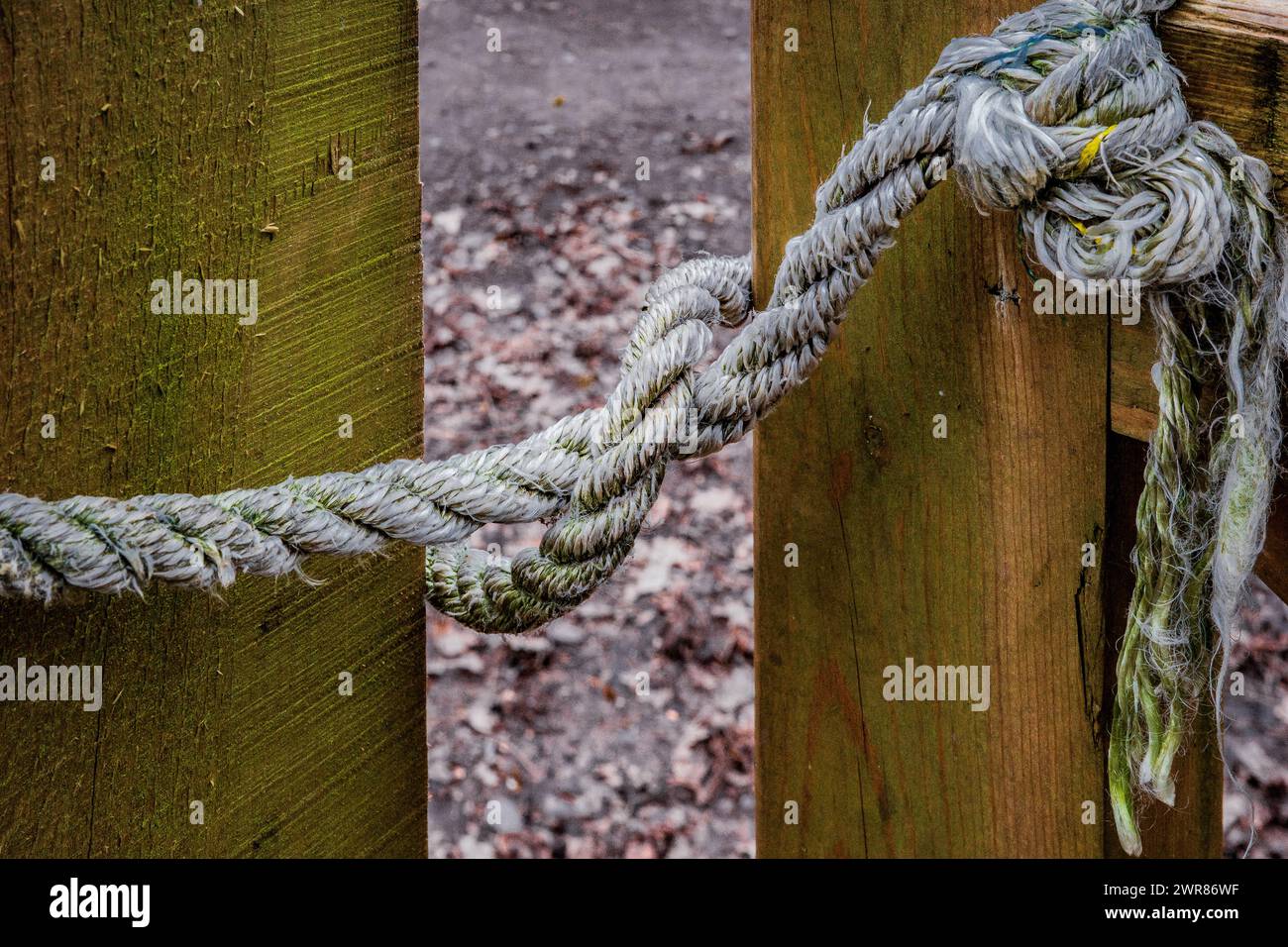 Ein geknüpftes Seil hält ein Landtor geschlossen. Konzepte, geschlossen, gesperrt, Sicherheit, Sicherheit, Prävention, psychische Probleme, Texturen. Stockfoto