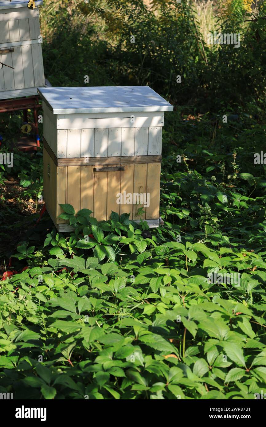 Bienenstock im Grünen vor der Honigernte. Stockfoto