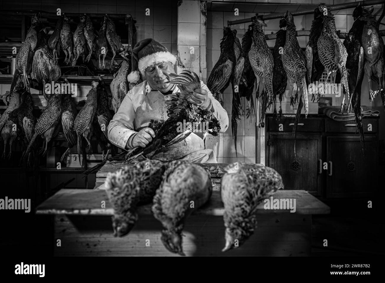 21/12/2023 Mick Hulme beginnt 600 Fasane im Keller unter seinem Laden in Ashbourne, Derbyshire zu pflücken. Mick, 65, ist die dritte Generation von h Stockfoto