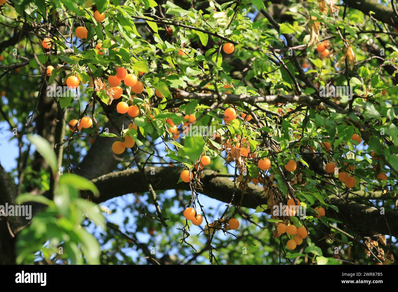 Obstbaum, d. h. gelbe Pflaume in einem Obstgarten. Stockfoto