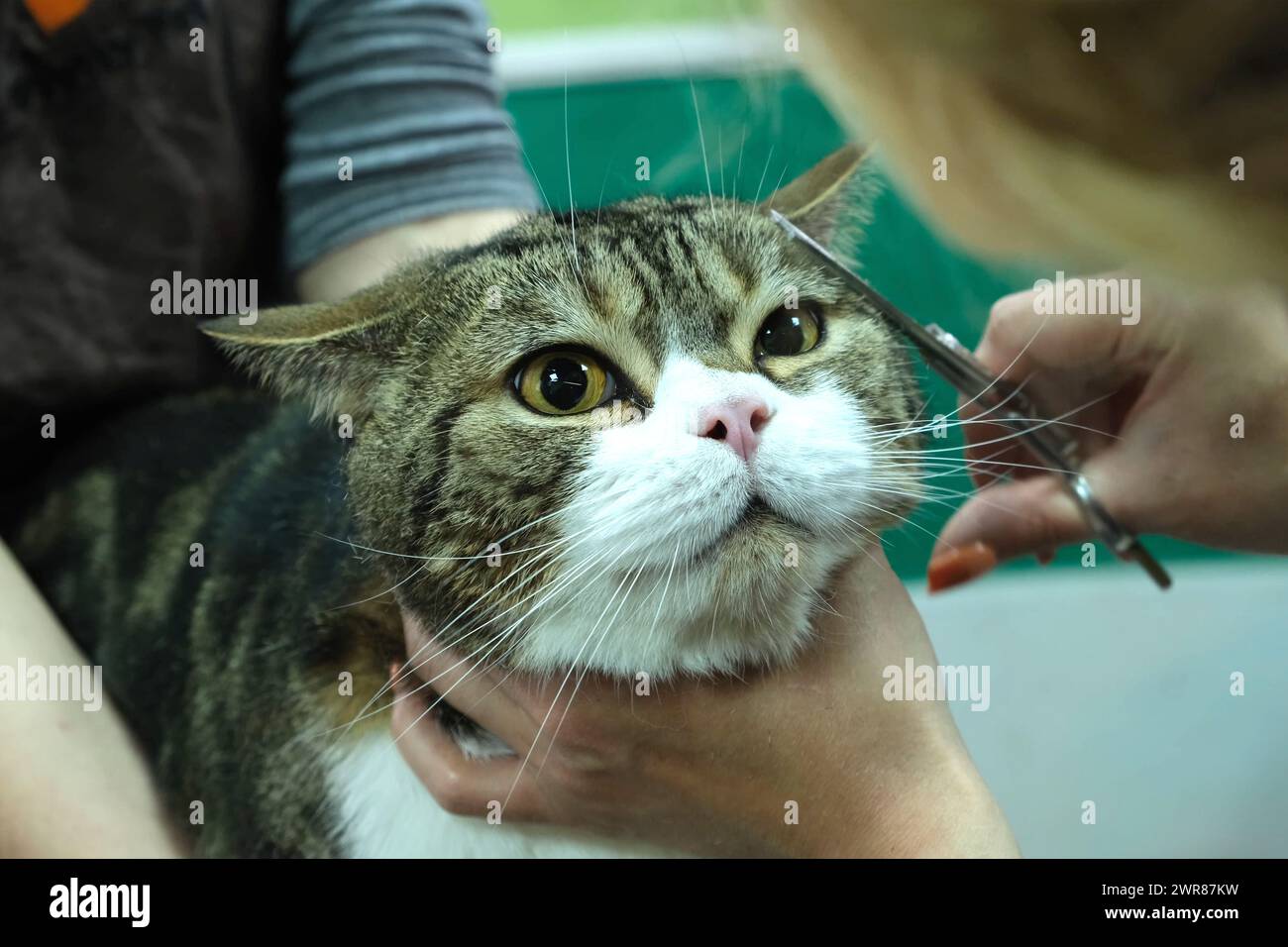 Eine Person pflegt eine Katze, schneidet ihre Haare mit Präzision und Sorgfalt. Stockfoto