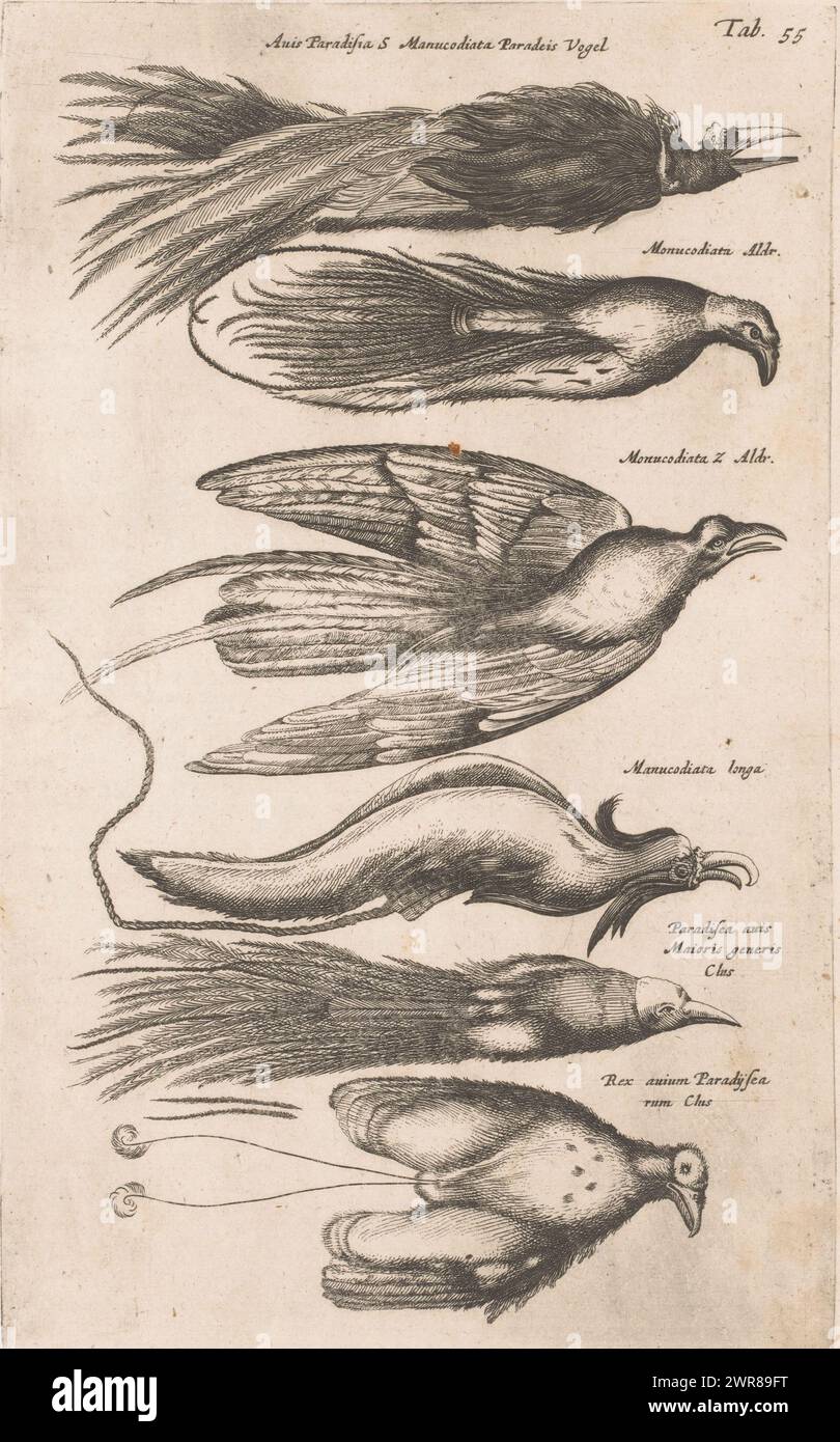 Sechs Paradiesvögel, sechs tote Paradiesvögel (Balg), einer unter dem anderen: Manucodia., Druckerei: Matthäus Merian, John Jonston, Herausgeber: Jan Jacobsz. Schipper, 1657, Papier, Ätzen, Höhe 289 mm x Breite 178 mm Stockfoto