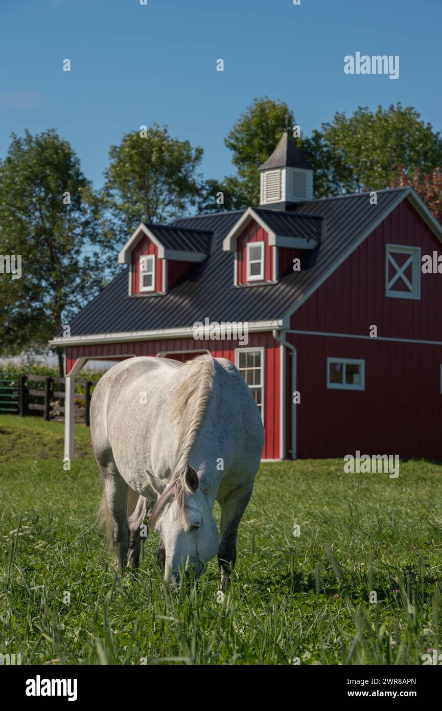 Weißes graues Pferd weidet auf üppig grüner Grasweide im Fahrerlager auf ländlicher Farm kleine rote vinylseitige Scheune im vertikalen Bild des Pferdes im Hintergrund Stockfoto