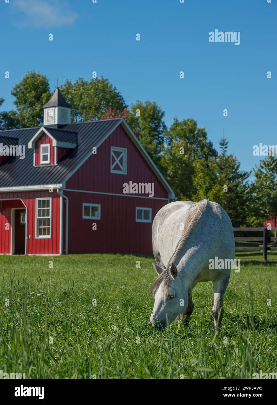 Weißes graues Pferd weidet auf üppig grüner Grasweide im Fahrerlager auf ländlicher Farm kleine rote vinylseitige Scheune im vertikalen Bild des Pferdes im Hintergrund Stockfoto