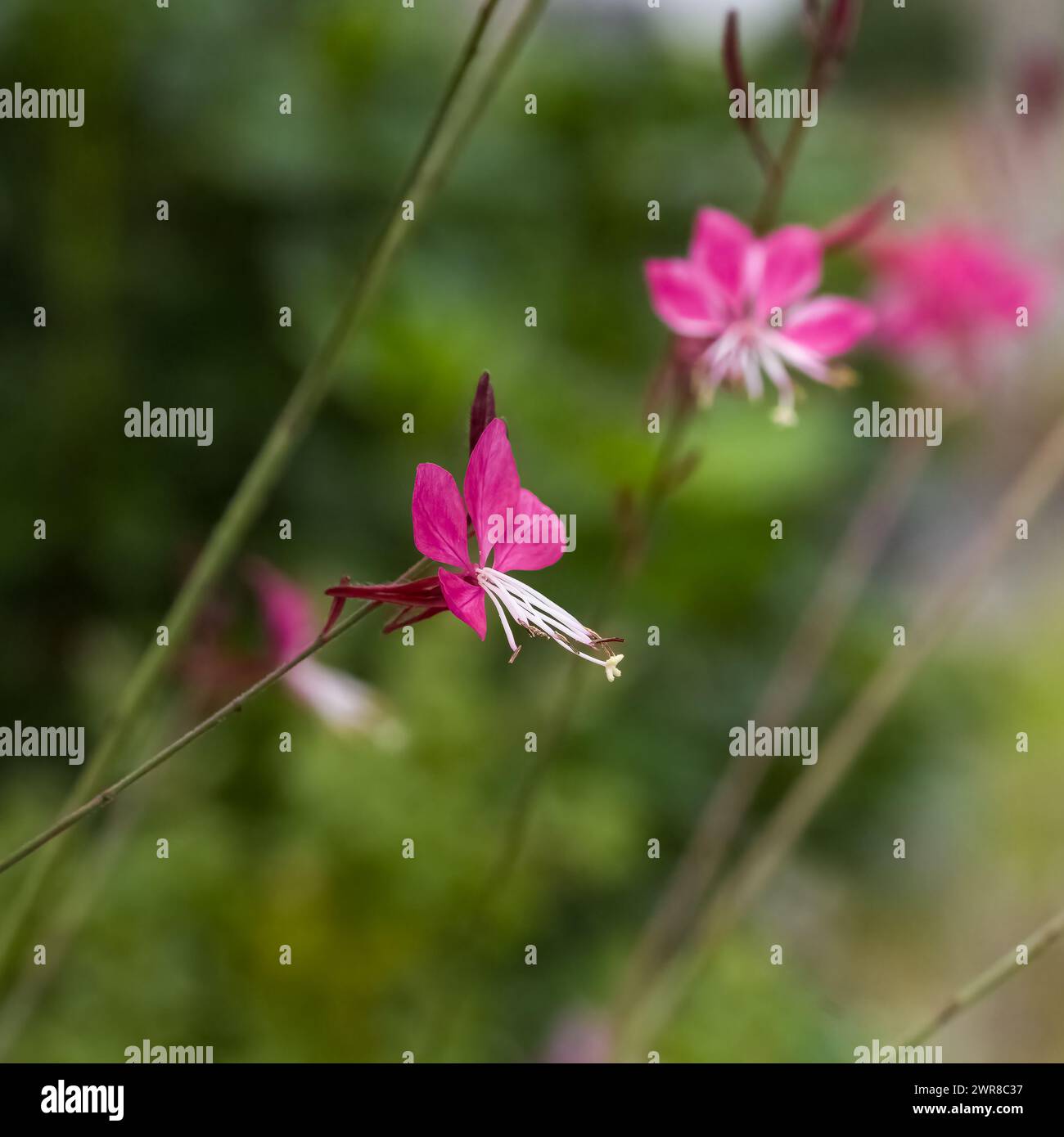 Lindheimer's Bienenblüte, rosa Blumen im Garten im Frühling Stockfoto