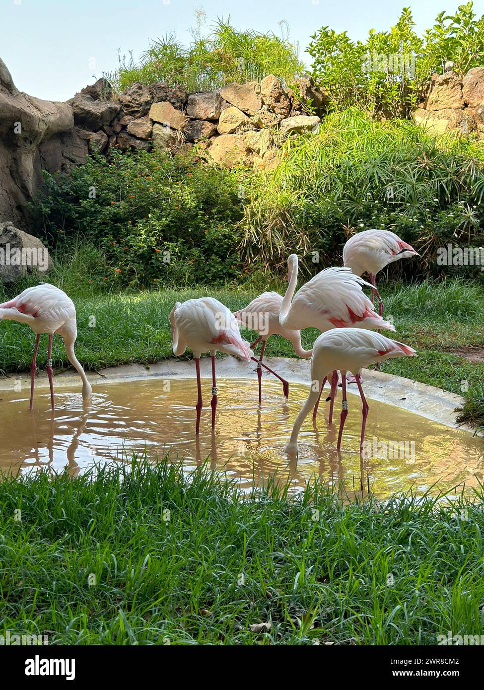 Eine Schar Flamingos, die im Teich eines Zoos stehen Stockfoto