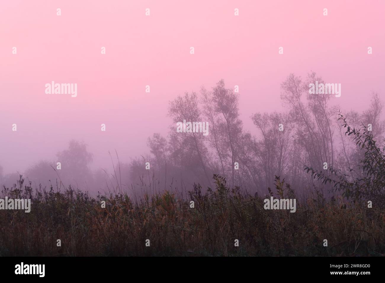 Magische Lichtfarben, die im Herbst durch den Morgennebel brechen. Stockfoto