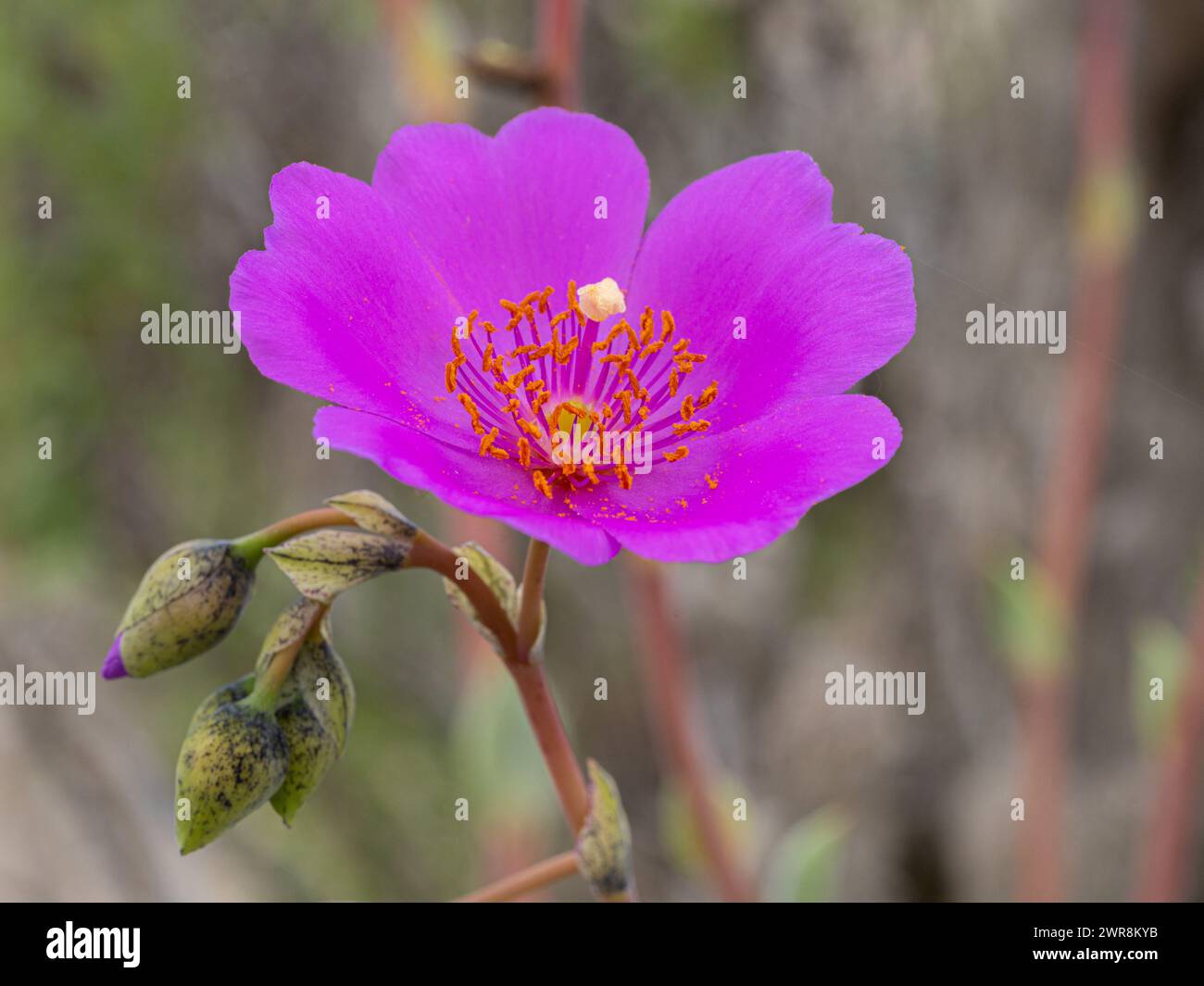 Flor pata de guanaco desierto florido - Desert atacama Stockfoto