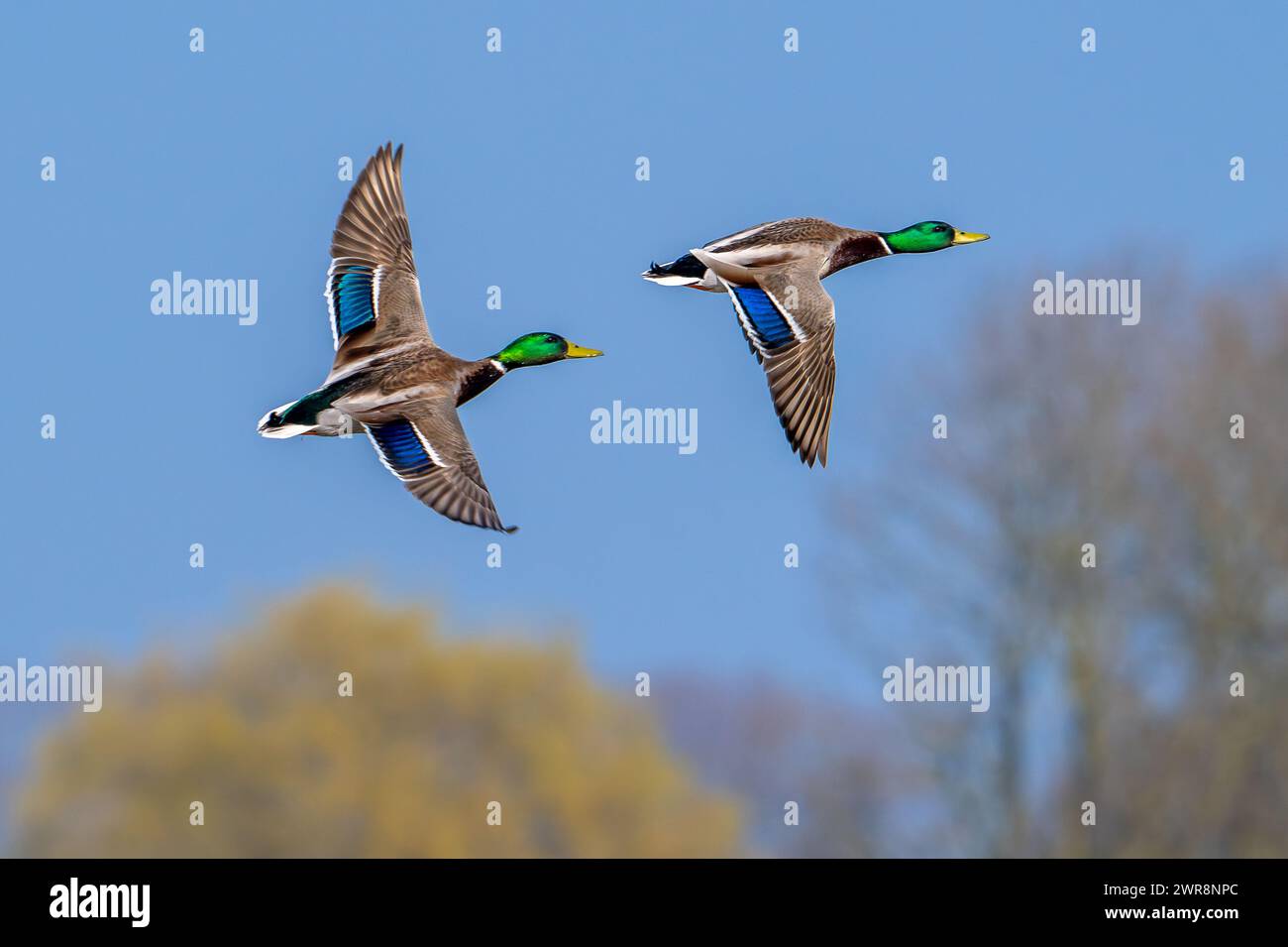Zwei männliche Stockenten / Wildenten (Anas platyrhynchos), Drachen im Brutgefieder, die im Spätwinter über Baumspitzen fliegen Stockfoto