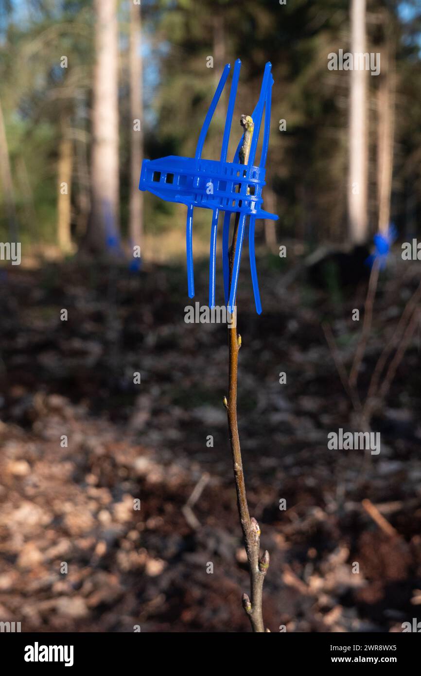 Gerade gepflanzte Laubbäume, ausgestattet mit blauem Surfschutz, Plastikspitzen, die neues Wachstum vor Hirschsucht schützen Stockfoto