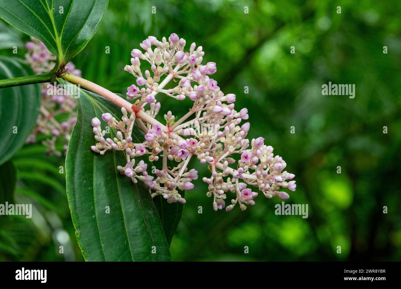 Beginnende Blüten und Blätter einer Medinilla-Großmutter als Nahaufnahme Stockfoto