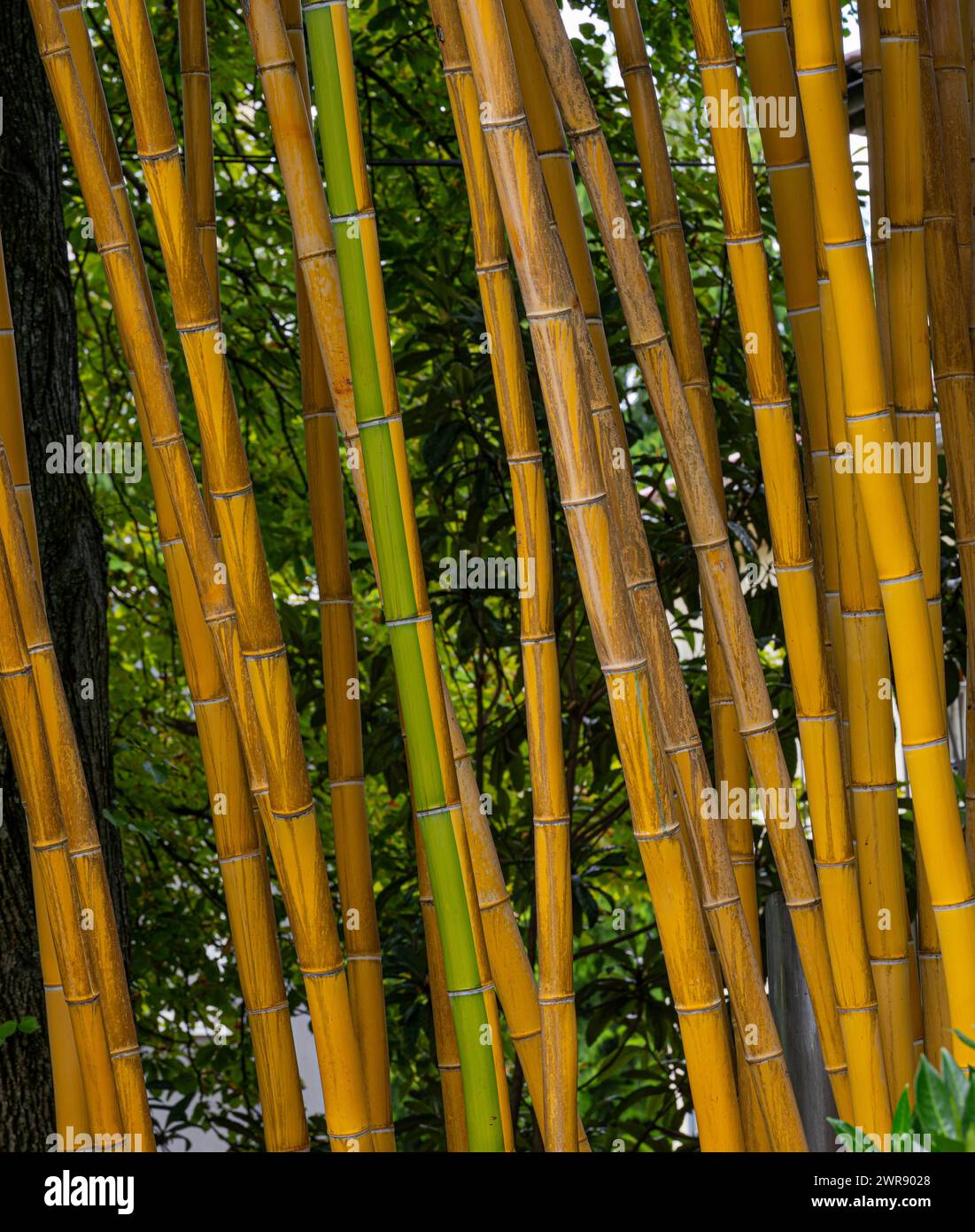phyllostachys vivax aureocaulis, goldener Bambus, gelber Stamm Bambus,  chinesischer Holz Bambus, Bambus, Struktur, strukturelle Pflanze, Pflanzen,  RM Floral Stockfotografie - Alamy