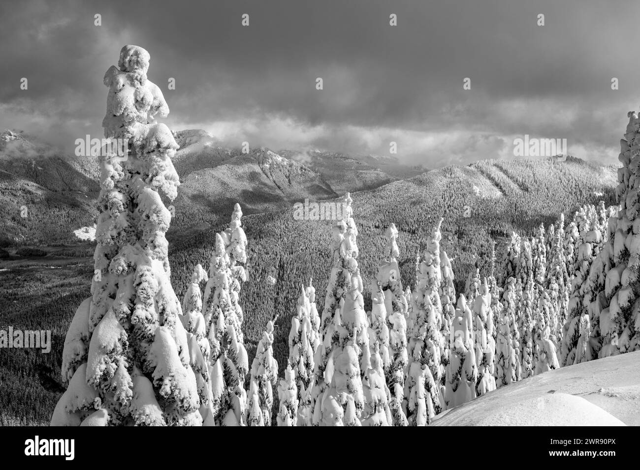 WA25080-00...WASHINGTON - schneebedeckte Bäume nach einem Sturm bei High Hut im Mount Tahoma Trails System. Stockfoto