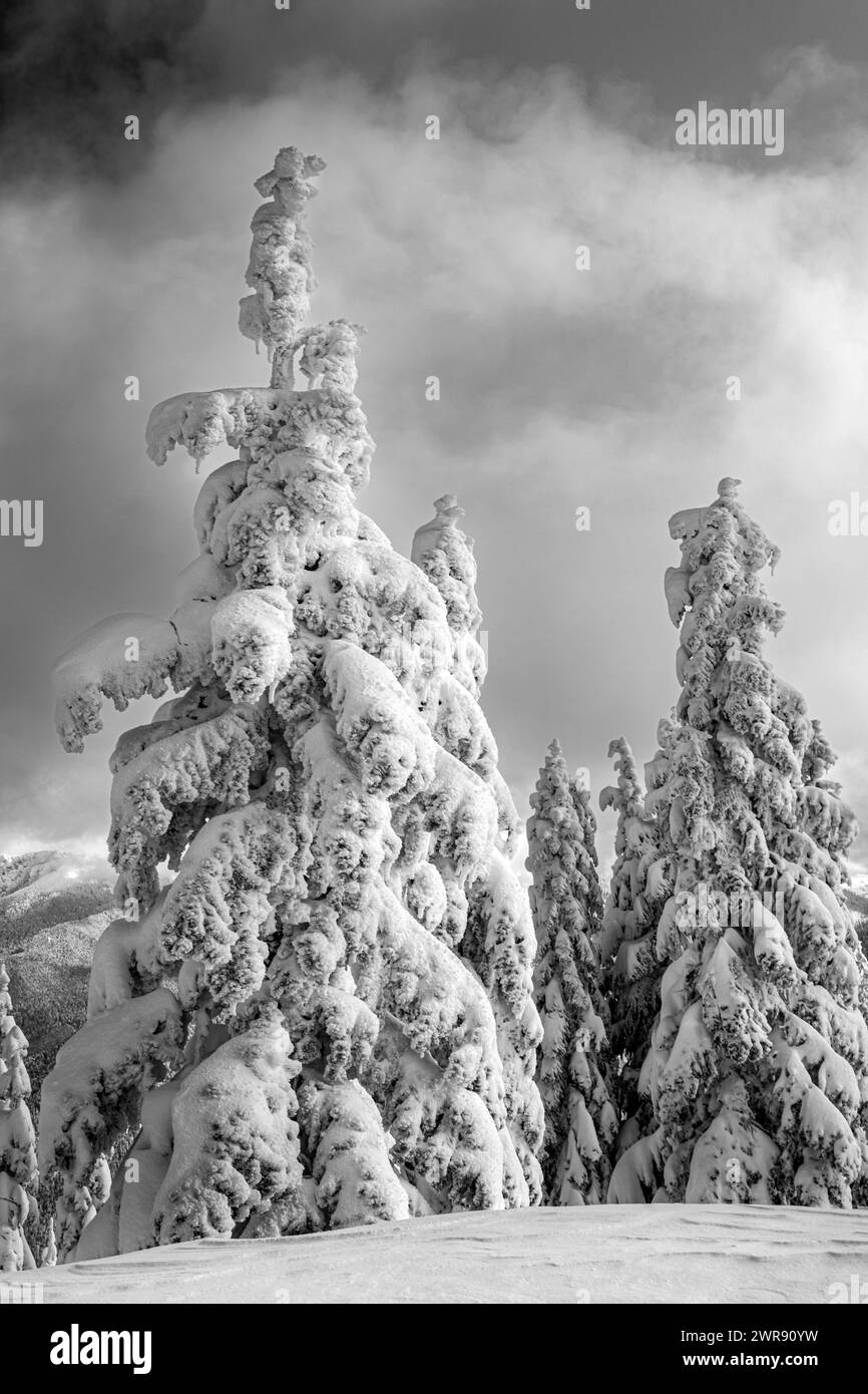 WA25082-00...WASHINGTON - schneebedeckte Bäume nach einem Sturm bei High Hut im Mount Tahoma Trails System. Stockfoto